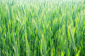 A field with green ears in Baden-Wuerttemberg, Germany