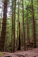 Naklejka premium Evergreen trees reach high in to the sky on a hiking trail