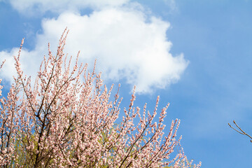 Pink Apricot blossom cherry Peach Blossom flowering. Flowers close up