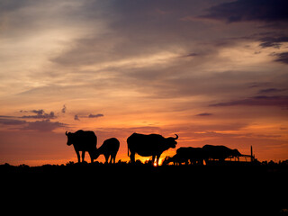 Fototapeta na wymiar Silhouette Cows On Field Against Sky During Sunset