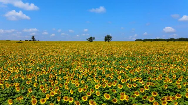 Flying with a drone very closely over a beautiful field of endless sunflower near Dobrich, Bulgaria.