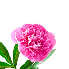 Pink peony flower (Paeonia lactiflora) isolated on a white background.