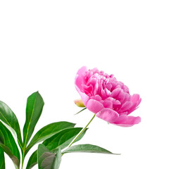 Fototapeta premium Pink peony flower (Paeonia lactiflora) isolated on a white background.