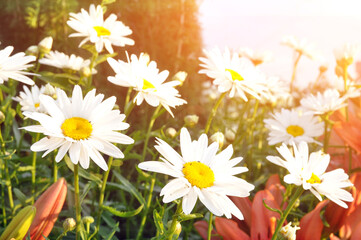 Beautiful daisy flowers with white petals. Wildflowers.