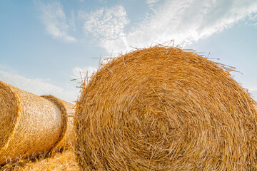 Moisson d'été. Champ de blé après la récolte du blé et mis en ballots.

