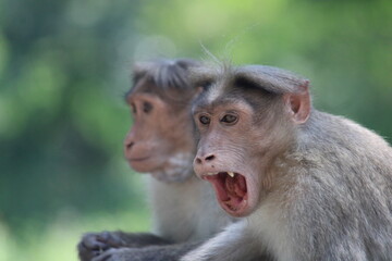 Portrait of a playful Bonnet macaque