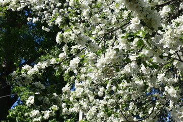 blooming tree in a garden