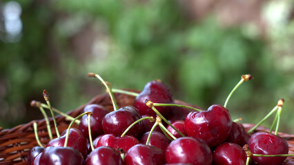 
cherries , fresh, colorful, crunchy, delicious