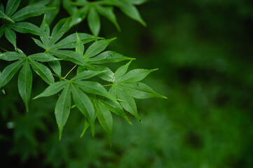 もみじの葉　雨の日