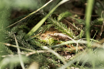 forest small brown lizard sits among spruce branches