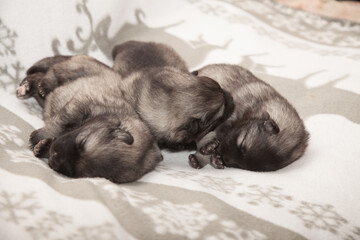 Three keeshond puppies at the age of one week are sleeping on a white blanket
