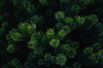 Texture of young green christmas needles on a dark background. Natural wallpaper.