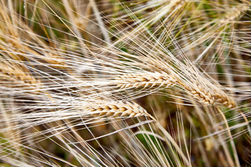 wheat corn grain ripe macro