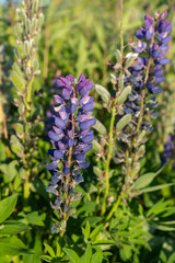 Blue Lupin flowers in the field