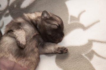 Keeshond puppy at the age of one week is sleeping on a white blanket
