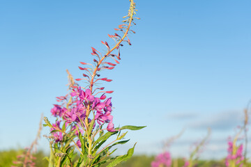 Lilac plants Ivan tea grow bushes in the field