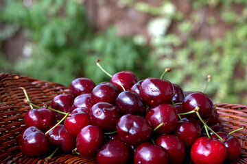 
cherries , fresh, colorful, crunchy, delicious