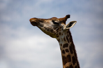 portrait of a giraffe
