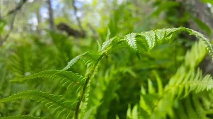 Beautiful fern leaves green foliage. Natural floral fern background in the sunlight.