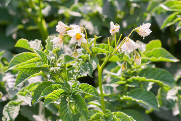 Cute potato plant blossoms growing in an agricultural field on a sunny day in early summer.