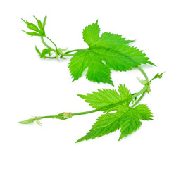 Natural fresh hop plant vine isolated on a white background.