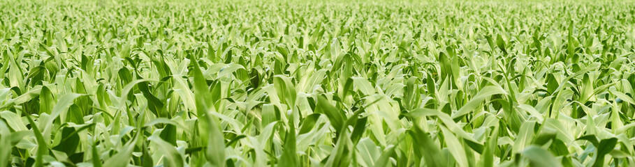 Panoramic view of a green young corn field in an agricultural rural area in early summer.