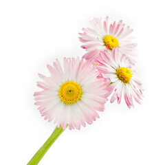 Pink Bellis flowers isolated on a white background.