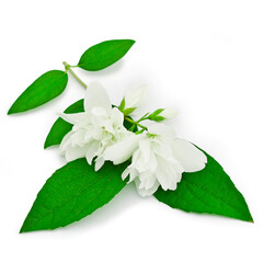 White jasmine flowers isolated on a white background.