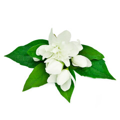 White jasmine flowers isolated on a white background.