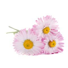 Pink Bellis flowers isolated on a white background.