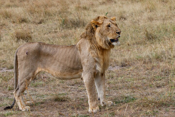 Young male lion standing on the plains of the Masai Mara National Reserve in Kenya
