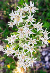 Rare Edelweiss flowers growing in the highlands