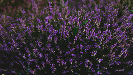 Dark background of purple tender lavender twigs. Natural wallpaper.