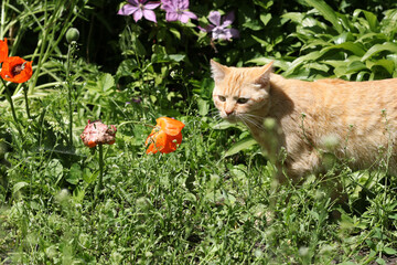 Naklejka na ściany i meble Red cat stares to the side and sneaks in the bushes in garden, Closeup