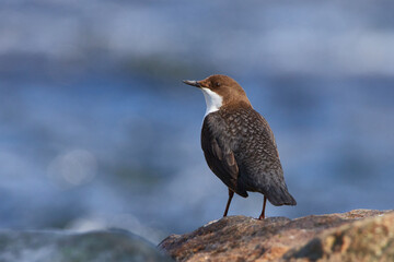Wasseramsel (Cinclus cinclus) an der Spree	
