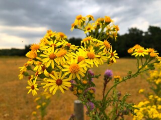 Tansy ragwort in bloom 