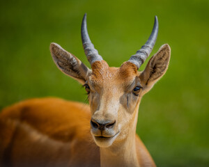 antelope with horns