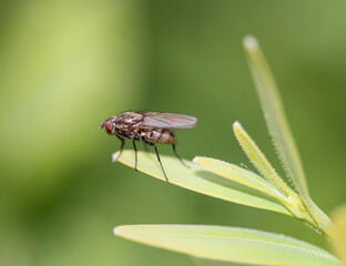 Macro von einer Fliege die auf einer Pflanze sitzt.