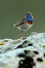 Bluethroat male with the first light of dawn