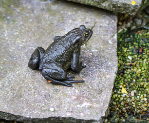 Eine Erdgröte Bufo Bufo am Rand eines Teich.