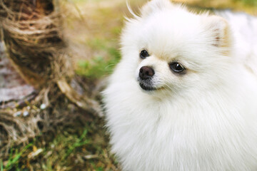 Closeup of pomeranian spitz in the garden. Cute white little dog outdoor