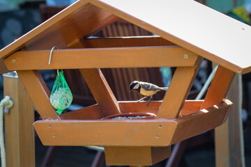 Fototapeta na wymiar Ein Vogelfutterhaus das von einer Kohlmeise besucht wird.