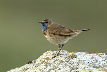 Bluethroat adult male with the first lights of the morning