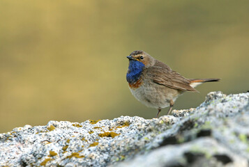 Bluethroat adult male with the first lights of the morning