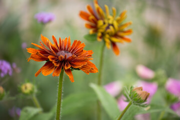 A sea of beautiful, colorful flowers in summertime
