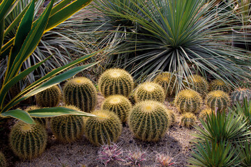 Obraz premium small round cacti and green plants