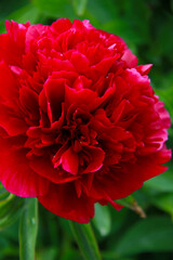 big red bright peony flower close up