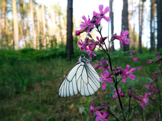 Aporia Crataegi on a summer flower
