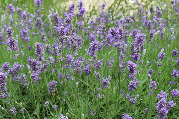 Lavendel