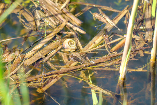 Das Gehäuse einer Posthornschnecke, welche in einem Teich oder langsam fließenden Gewässer lebt.